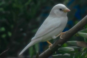U australiji je bilo moguće fotografirati bijeli vrabac
